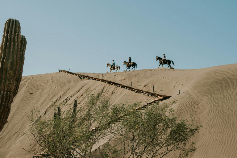 Passeio a cavalo árabe no deserto do Qatar Passeios de 3 horas.