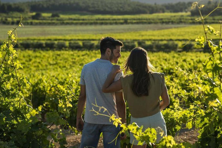 Valencia: tour dei vigneti, degustazione di vini locali e aperitivoValencia: tour dei vigneti, degustazione di vini locali e stuzzichini