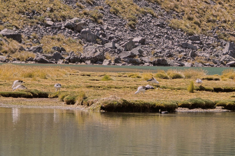 Balade à cheval dans l&#039;Ausangate et les 7 lacs - Journée complète - En groupeÉquitation à Ausangate 7 Lacs, journée complète - En groupe