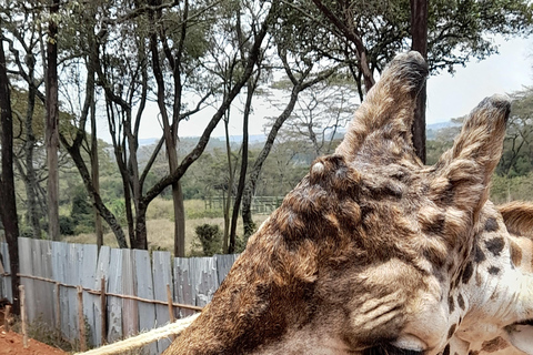 Nairobi: Parco nazionale, orfanotrofio degli elefanti e tour delle giraffe