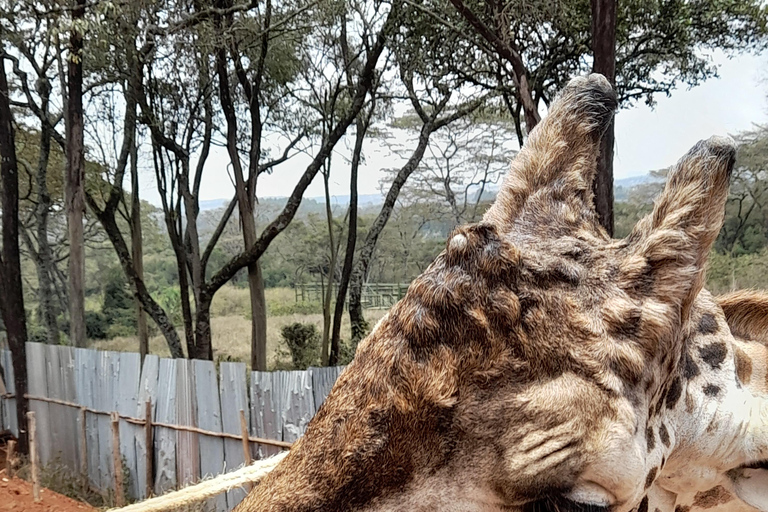 Nairobi: Parco nazionale, orfanotrofio degli elefanti e tour delle giraffe