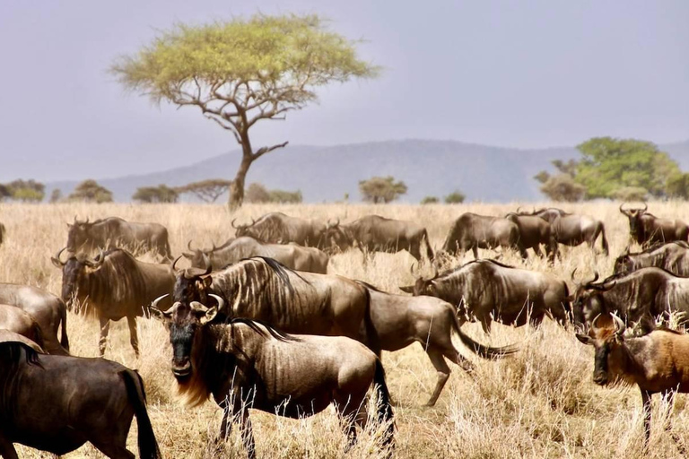 Safári de luxo de 4 dias pela natureza e vida selvagem