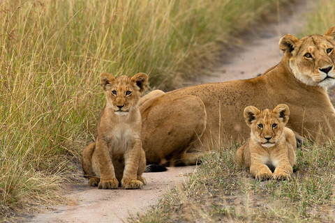 From Nairobi: 4-Day Maasai Mara Safari with Flight Back From Nairobi: 4-Day Maasai Mara Safari with Flight Back