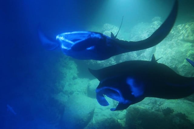 Kailua-Kona: Esnórquel nocturno con manta raya y traje de neopreno