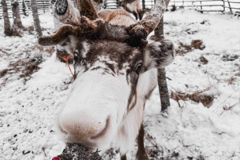 Rovaniemi: Tradycyjna wizyta na farmie reniferów z przejażdżką saniami