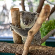 Magnetic Island Koala and Wildlife Park Encounter