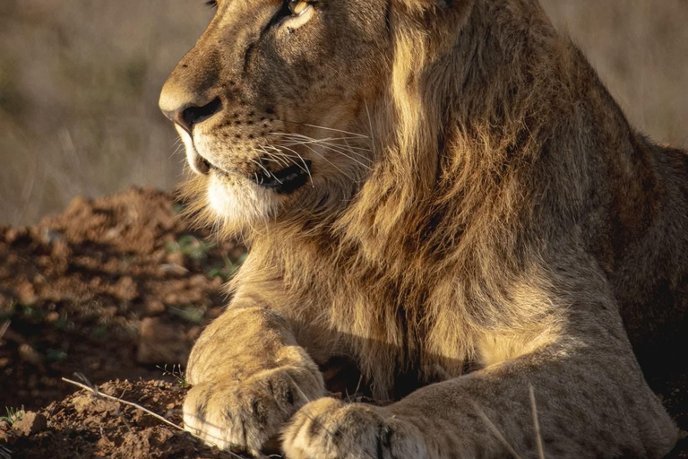 Golden Hour Safari: Afternoon Game Drive in Nairobi park National Park, Elephant Orphanage & Giraffe Private- Van