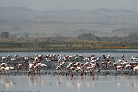 Excursão de 1 dia ao Lago Natron