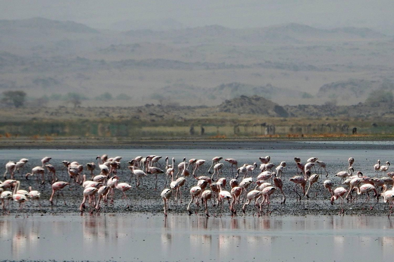 Dagsutflykt till Lake Natron