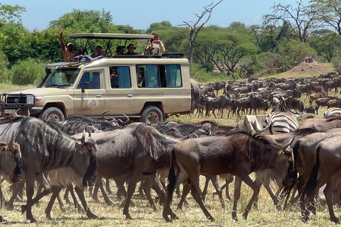 Arusha: Safári de 7 dias para Tarangire, Serengeti e Ngorongoro