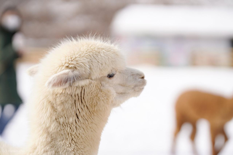 Seul: 1-dniowa wycieczka do Gangwon-do z Alpaca World i wyspą NamiPrywatna wycieczka po ogrodzie z odbiorem z hotelu