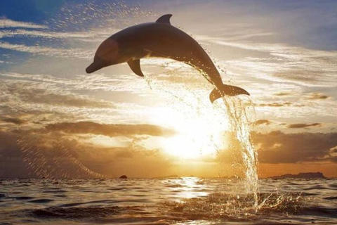 Bali: Lovina Dolphin Watching, Sekumpul Waterfall & Lunch Lovina Dolphin Watching, Sekumpul Waterfall & Lunch