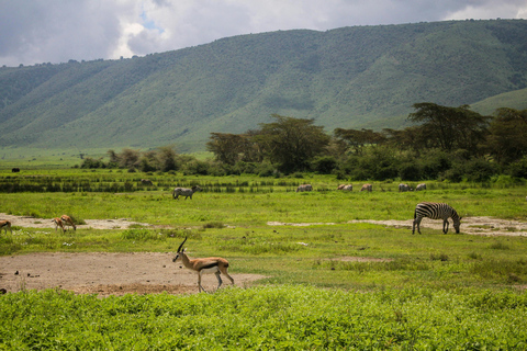 Tanzania: 5-Day Tarangire, Ndutu, and Ngorongoro Safari