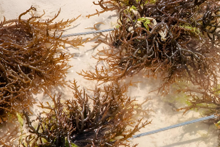 Zanzibar : excursion d&#039;une journée à Muyuni, Paje et au Seaweed Center