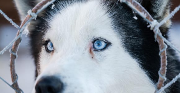 Levi: 2 km Thrilling Husky Sled Ride