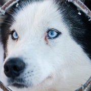Levi: 2 km aufregende Husky-Schlittenfahrt
