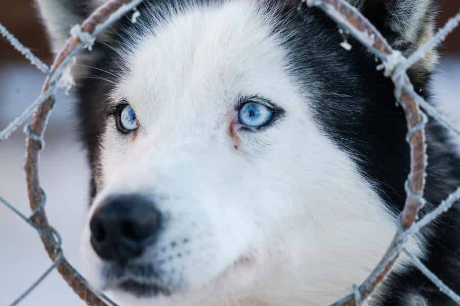 Levi: 2 km aufregende Husky-Schlittenfahrt. Foto: GetYourGuide Levi: 2 km aufregende Husky-Schlittenfahrt. Foto: GetYourGuide