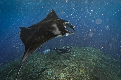 Nusa Penida: Gamat Bay & Manta Point Snorkeling Manta Point & Gamat Bay Public Snorkeling