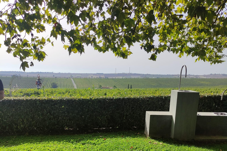 Thessaloniki:Where Fine Wines Meet Breathtaking Horizons