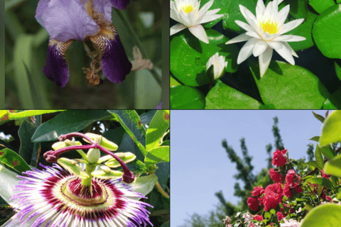 Discover the magnificent nature in Baku Central Botanical Garden Discover the Magnificent Nature at Baku Central Botanical Garden