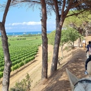 Horse back riding + wine tasting in Ramatuelle