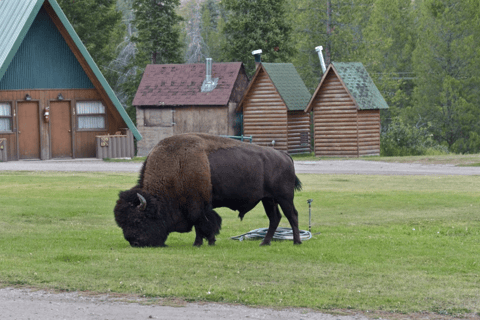 Las Vegas: 5-Day Tour to Salt Lake City with Accommodation Quad Occupancy