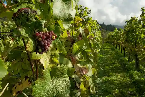 Sabor a Setúbal: Visita al Mercado y Degustación de Vinos
