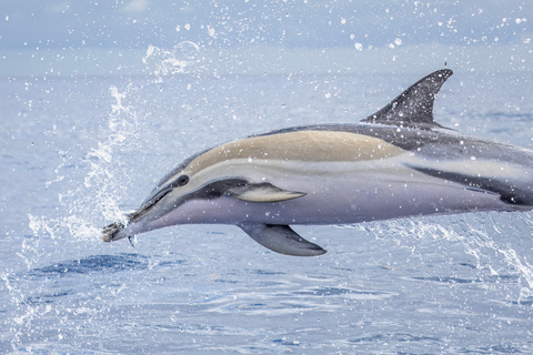 São Miguel : Observation des baleines et nage avec les dauphins sauvages - Journée complète