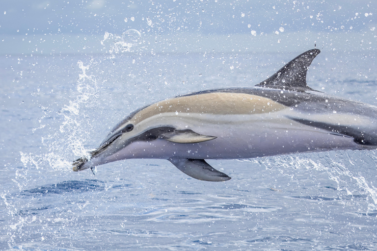 São Miguel : Observation des baleines et nage avec les dauphins sauvages - Journée complète
