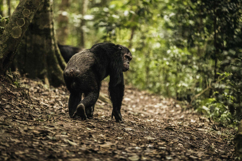 2 dagars schimpansvandring och övernattning @ Nyungwe Rainforest