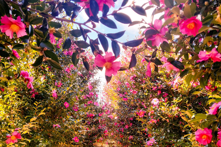 Jeju : visite d&#039;une journée avec Hanbok, Hallasan, Camellia et Jjimjilbang