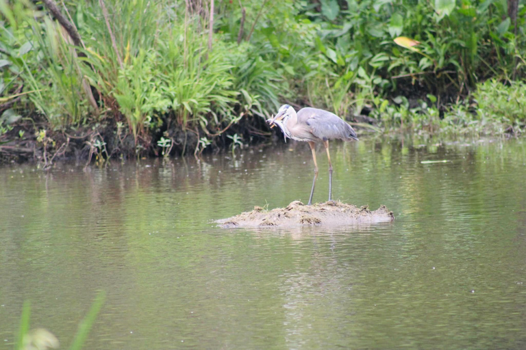 New Orleans: 10 Passenger Airboat Swamp Tour Activity without Hotel Pickup and Drop-Off