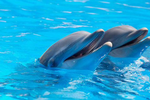 Alanya : spectacle de dauphins avec prise en charge et retour à l&#039;hôtelAlanya : spectacle de dauphins et baignade facultative avec les dauphins