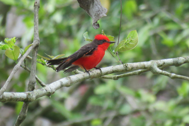 90 min de Monserrate: sabores do café, aves e cultura com guia localDescobre o encanto da Colômbia: Experiência de café e observação de aves perto de Bogotá