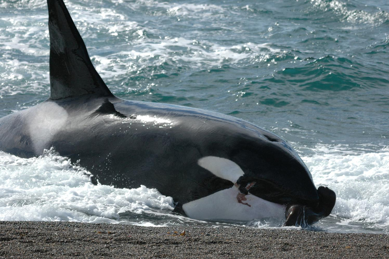 Puerto Madryn: Excursion to Peninsula Valdes Classic Discover Valdes Peninsula Day Tour