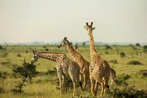 Arusha: Safari de 3 dias nas cascatas de Materuni e Tarangire