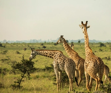 Tanzania: 4-Day Private Lodge Safari with Accommodation
