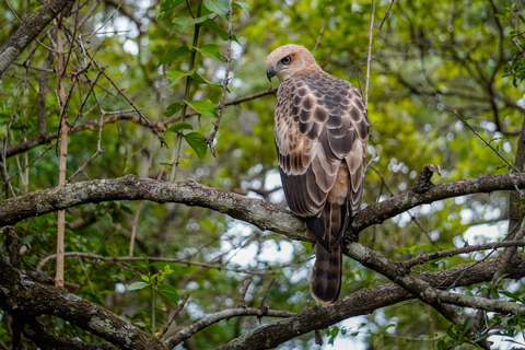 Minneriya: Private Bird Photography Tour with Guide