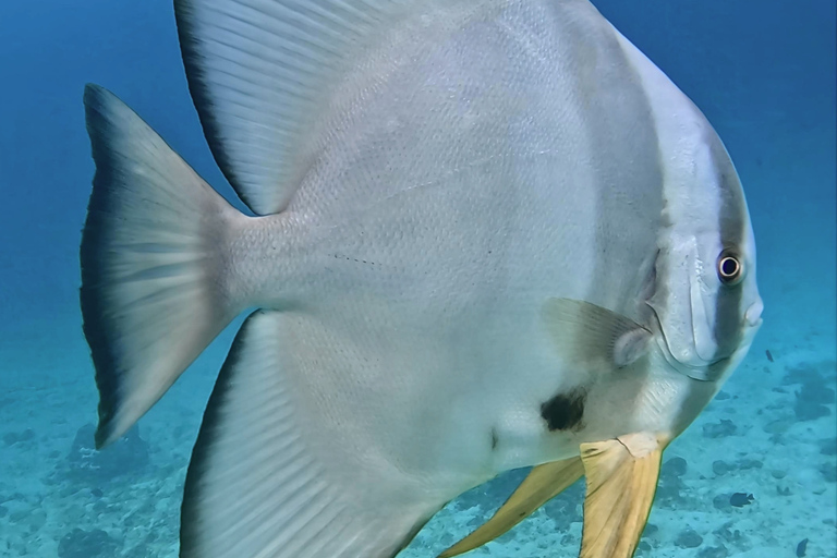 Phi Phi Islands: Shark Snorkeling Phi Phi Islands: PRIVATE VIP Shark Snorkeling - 4h