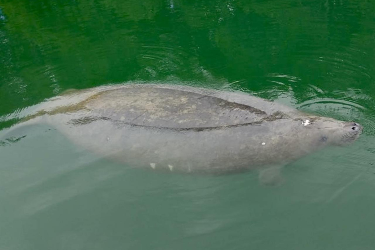 Miami: Manatee Season Paddleboard or Kayak Tour Miami: Manatee Season Single Kayak Tour