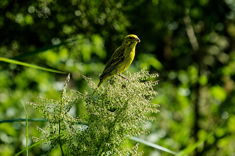 From Nairobi: Ondiri Wetland Guided Walking Tour