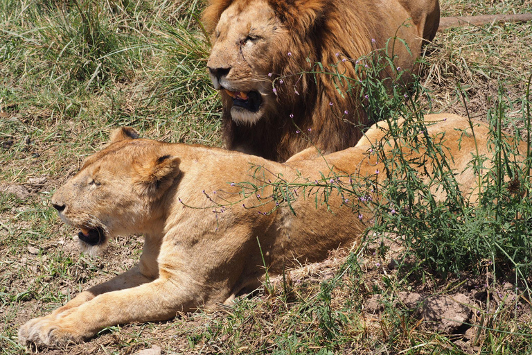 6 Days Calving Season wildebeest migration in Ndutu