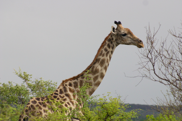 Chobe Ganztagessafari mit Victoria Falls Sunrise Tour Combo