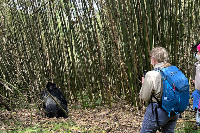 Passeio de 3 dias ao Gorila Mgahinga Gorilla NP Uganda via Ruanda