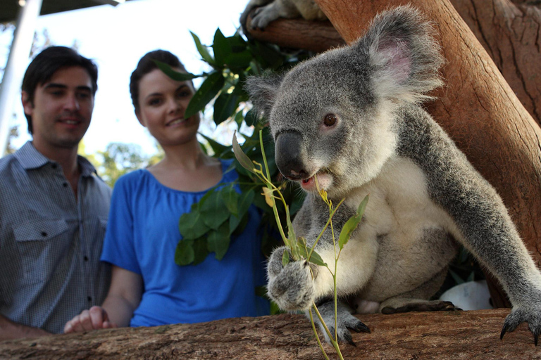 Go City Sydney Essentials Pass: Visit 3 Top Attractions