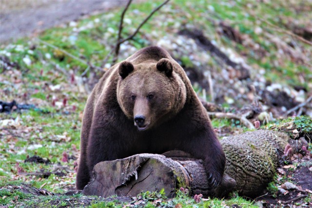 Visit Bear watching in the wild Brasov in Bușteni
