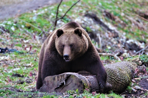 Observation d'ours dans la nature Brasov