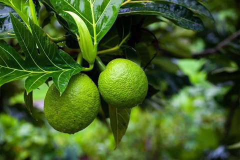 From Arusha: Zanzibar 2-Day Tour with Stone Town & Prison …