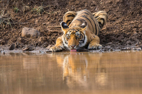 From Delhi: 2 Days 1 Night Ranthambore Tiger Safari Tour 5-Star Hotel, Car, Driver, Guide, 2 Safari & All Meal