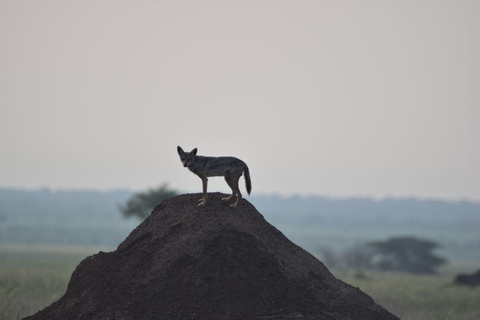 Ethiopia: 8-Day Wildlife Tour with Night Game Drives